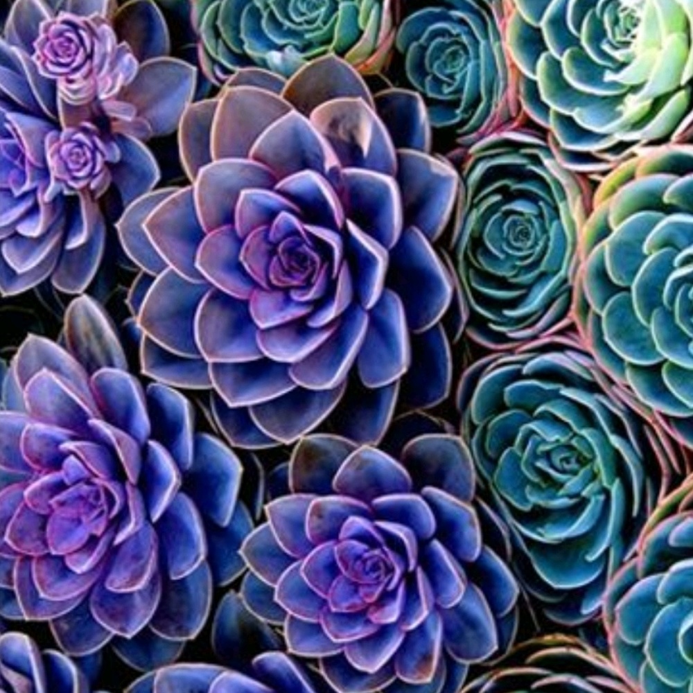 Meet your Posher, Jody